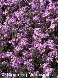 Verbena tenuisecta 'Pink'